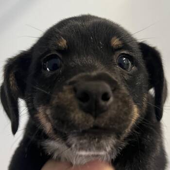 Graham -  Australian Cattle Dog Blue Heeler and Mixed Breed Dog Available for Adoption in Goleta, California - Graham | PetCurious