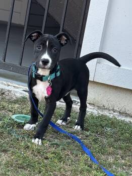 Rescue Black Labrador Retriever Dogs for Adoption in Tallahassee, Florida - Panda | PetCurious