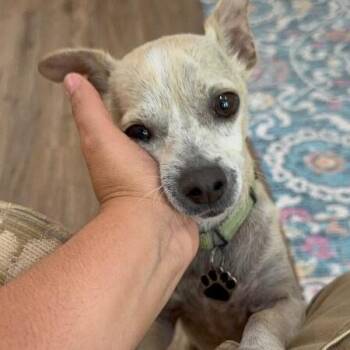 Waffle County -  Chihuahua and Dachshund Dog for Adoption in Friendswood, Texas - Waffle County | PetCurious