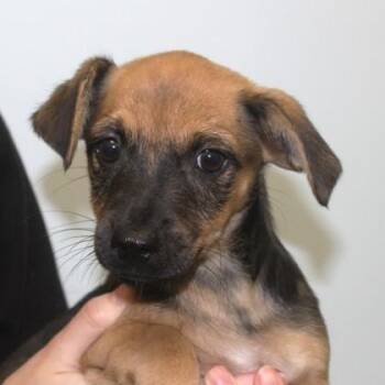 Curry -  Chihuahua and Mixed Breed Dog for Adoption in Elk Grove Village, Illinois - Curry | PetCurious