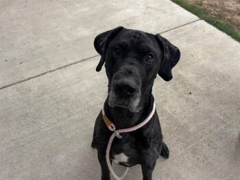 Great Dane Dogs Available for Adoption in Pueblo, Colorado - OAKLEY | PetCurious