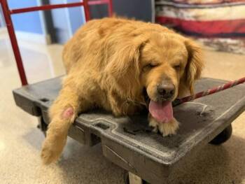 Golden Retriever Dogs Available for Adoption in Doral, Florida - TRINTY | PetCurious