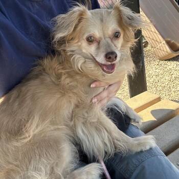 Naoya -  Chihuahua and Dachshund Dog for Adoption in Philadelphia, Pennsylvania - Naoya | PetCurious
