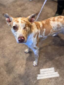 Australian Cattle Dog Blue Heeler Dogs Available for Adoption in Pottsville, Pennsylvania - Esme | PetCurious