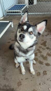 Sophie -  Husky Dog Available for Adoption in Jamestown, North Dakota - Sophie | PetCurious