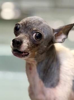 Chihuahua and Mixed Breed Dogs Available for Adoption in New Orleans, Louisiana - Habanero | PetCurious