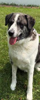 Hero -  Mixed Breed Dog for Adoption in Morristown, New Jersey - Hero | PetCurious