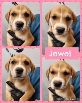 Labrador Retriever and Boxer Dogs Available for Adoption in Ringwood, New Jersey - Jewel | PetCurious