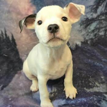 Revival -  Mixed Breed Dog for Adoption in Olathe, Kansas - Revival | PetCurious