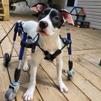 Jello -  Pit Bull Terrier and Labrador Retriever Dog for Adoption in Olathe, Kansas - Jello | PetCurious