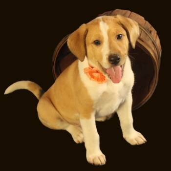 Jasmine -  Mixed Breed Dog for Adoption in Cincinnati, Ohio - Jasmine | PetCurious