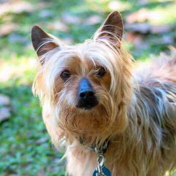 Rescue Mixed Breed Dogs for Adoption in Baton Rouge, Louisiana - NIMBUS | PetCurious