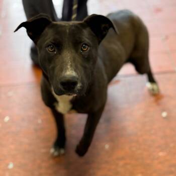 Black Labrador Retriever and Pit Bull Terrier Dogs Available for Adoption in East St. Louis, Illinois - Beans | PetCurious