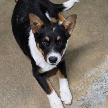 Ricochet (Mo) -  Cattle Dog and Cardigan Welsh Corgi Dog for Adoption in Eureka Springs, Arkansas - Ricochet (Mo) | PetCurious
