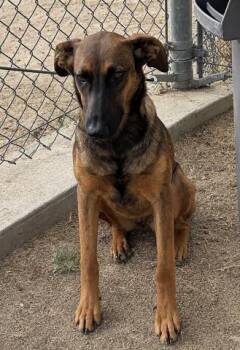 Moana - URGENT -  Doberman Pinscher Dog for Adoption in Thousand Oaks, California - Moana - URGENT | PetCurious