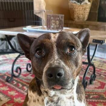 Cattle Dog Dogs Available for Adoption in Niagara Falls, Ontario - Ash (20260425-03) | PetCurious