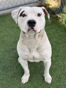 Mixed Breed Dogs Available for Adoption in Columbia, South Carolina - LINWOOD | PetCurious