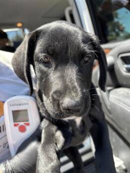 Lizzie* -  Shepherd and Mixed Breed Dog for Adoption in El Paso, Texas - Lizzie* | PetCurious