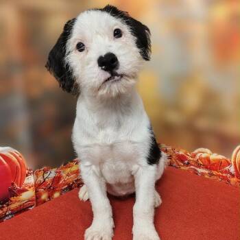Embree -  Poodle and Mixed Breed Dog for Adoption in Griswold, Connecticut - Embree | PetCurious