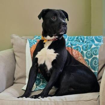Boone -  American Bulldog and Retriever Dog for Adoption in Shelby, North Carolina - Boone | PetCurious