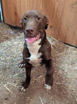 Winston #203 -  Labrador Retriever Dog for Adoption in New Lexington, Ohio - Winston #203 | PetCurious