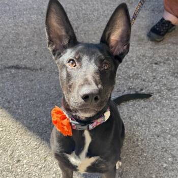 Cressida -  Mixed Breed Dog Available for Adoption in Chicago, Illinois - Cressida | PetCurious