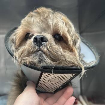 Barry Bear -  Havanese Dog for Adoption in Brookings, South Dakota - Barry Bear | PetCurious
