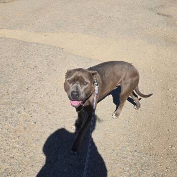 American Staffordshire Terrier and Australian Cattle Dog Blue Heeler Dogs Available for Adoption - Malo | PetCurious