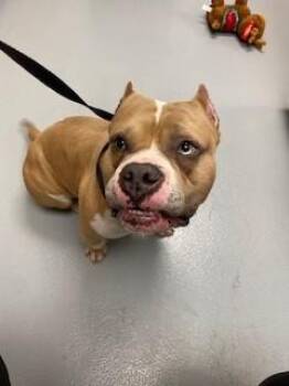 American Bulldog Dogs Available for Adoption - JUNO | PetCurious