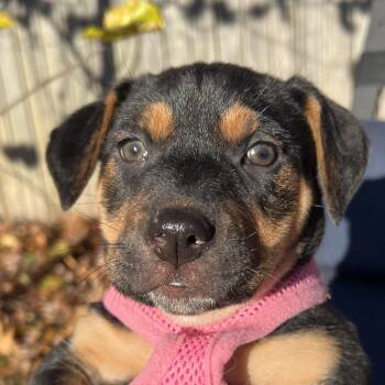 Rescue Beagle and Black And Tan Coonhound Dogs for Adoption in Waldorf, Maryland - Ivy Abingdon | PetCurious