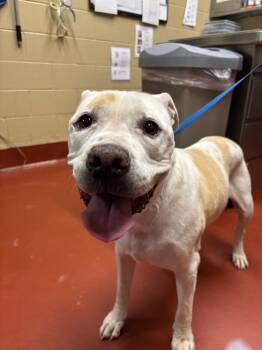 Rescue Mixed Breed Dogs for Adoption in Douglasville, Georgia - Beau | PetCurious