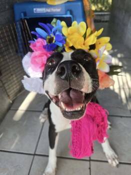 Rescue Pit Bull Terrier Dogs for Adoption in Ocean Township, New Jersey - Grace - Confident And Quirky Girl | PetCurious