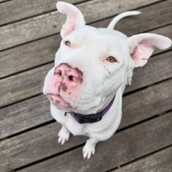 Rescue Pit Bull Terrier Dogs for Adoption in Detroit, Michigan - Luna | PetCurious