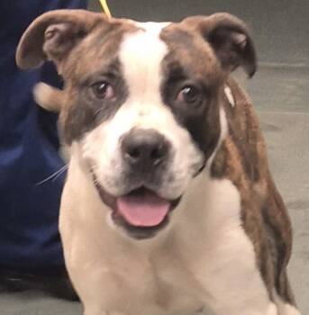 Rescue American Staffordshire Terrier Dogs for Adoption in Raleigh, North Carolina - China | PetCurious