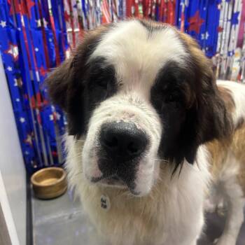 Red -  Saint Bernard Dog for Adoption in Normal, Illinois - Red | PetCurious