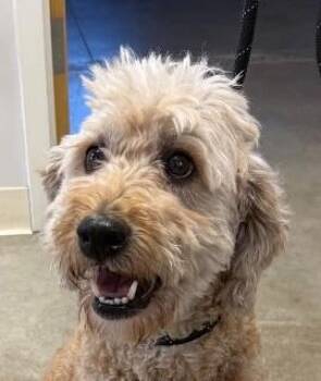 Cooper -  Poodle Dog for Adoption in Greeley, Colorado - Cooper | PetCurious