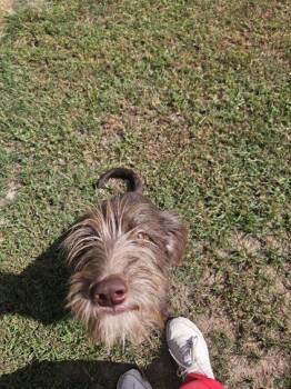 Marie -  Labradoodle and Mixed Breed Dog for Adoption in Zimmerman, Minnesota - Marie | PetCurious