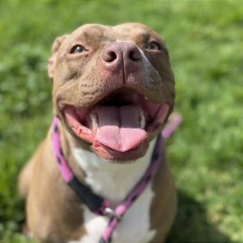 Stormy -  Pit Bull Terrier Dog for Adoption in Goleta, California - Stormy | PetCurious