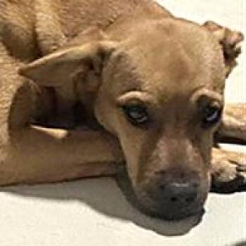 Chestnut - URGENT -  Chihuahua Dog for Adoption in Thousand Oaks, California - Chestnut - URGENT | PetCurious