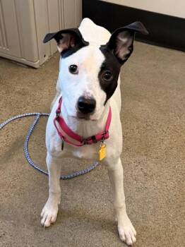 Minnie -  Pit Bull Terrier Dog for Adoption in Cleveland, Ohio - Minnie | PetCurious