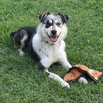 Charity -  Australian Cattle Dog Blue Heeler and Mixed Breed Dog for Adoption in Brownsboro, Alabama - Charity | PetCurious