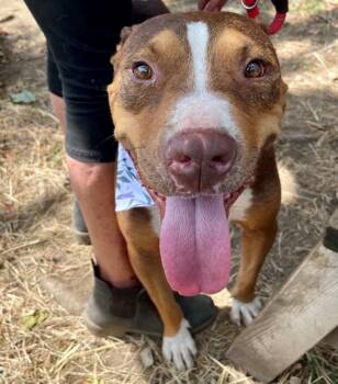 JORDAN -  Pit Bull Terrier and Labrador Retriever Dog for Adoption in Tulsa, Oklahoma - JORDAN | PetCurious