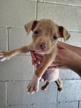 Pit Bull Terrier Dogs Available for Adoption in Murray, Kentucky - Gizmo | PetCurious