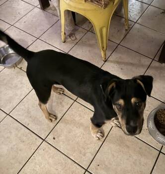 BATMAN -  Shepherd Dog for Adoption in Broomfield, Colorado - BATMAN | PetCurious