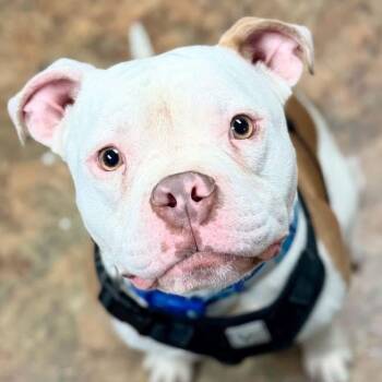 Creed -  American Bully Dog for Adoption in Brunswick, Maine - Creed | PetCurious