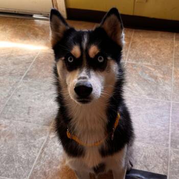 Frank -  Husky and Mixed Breed Dog for Adoption in Leander, Texas - Frank | PetCurious