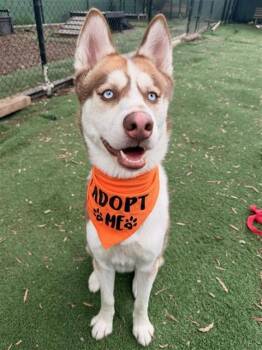 Siberian Husky Dogs Available for Adoption in Fremont, California - PETE | PetCurious