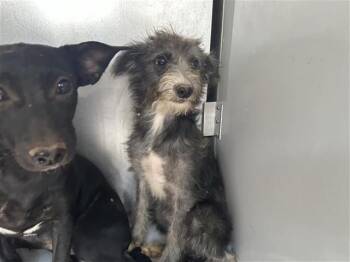 A662174 -  Chihuahua and Mixed Breed Dog for Adoption in Houston, Texas - A662174 | PetCurious