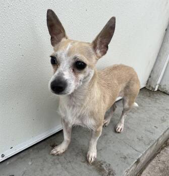 A136732 -  Mixed Breed Dog for Adoption in Palmetto, Florida - A136732 | PetCurious