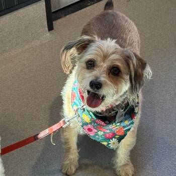 Cloey 22498 -  Cairn Terrier and Mixed Breed Dog for Adoption in Cumming, Georgia - Cloey 22498 | PetCurious